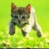 trop mignion