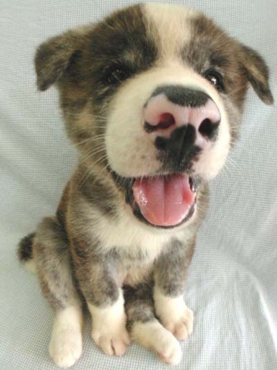 trop mignion