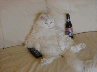 pfffffff les chat fon exactement comme les hommes