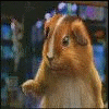 je voudrais que mon cochon d'inde sache faire sa lol